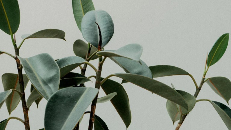 What Does Natural And Organic Beauty Really Mean?