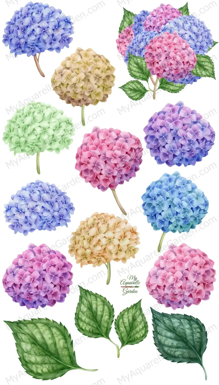 Hydrangea. Garden flowers. Watercolor clipart.