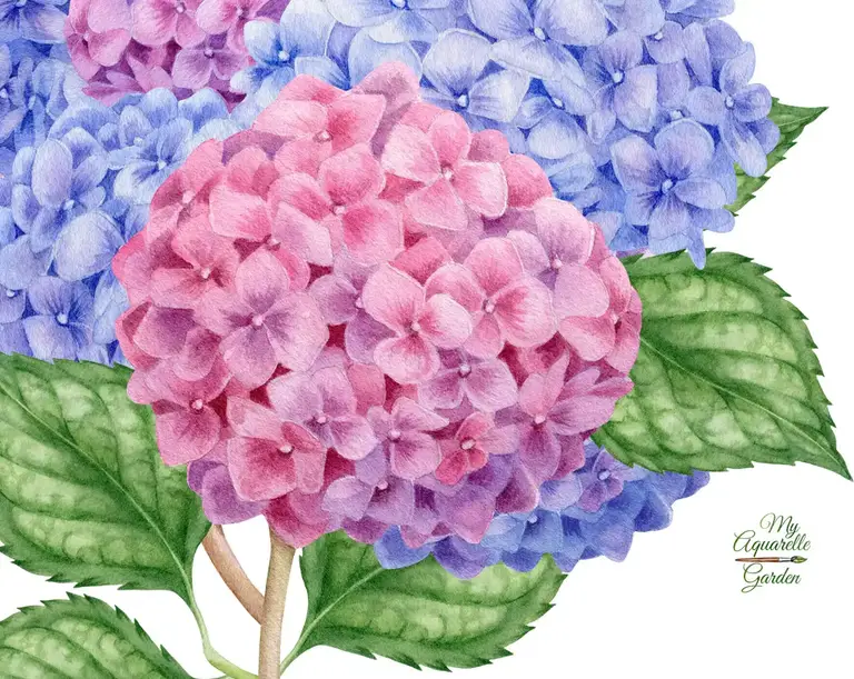 Hydrangea. Garden flowers. Watercolor clipart.