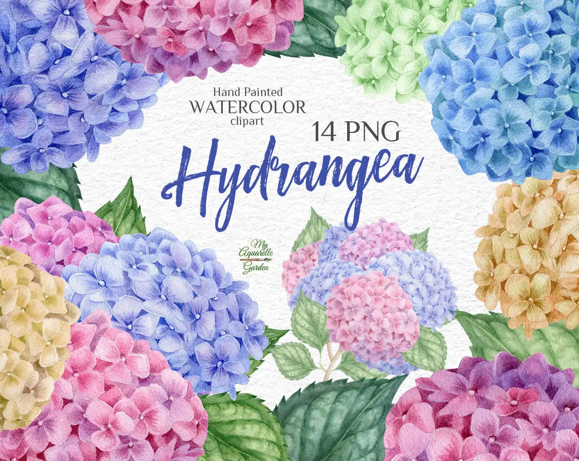 Hydrangea. Garden flowers. Watercolor hand-painted clip art. Cover.