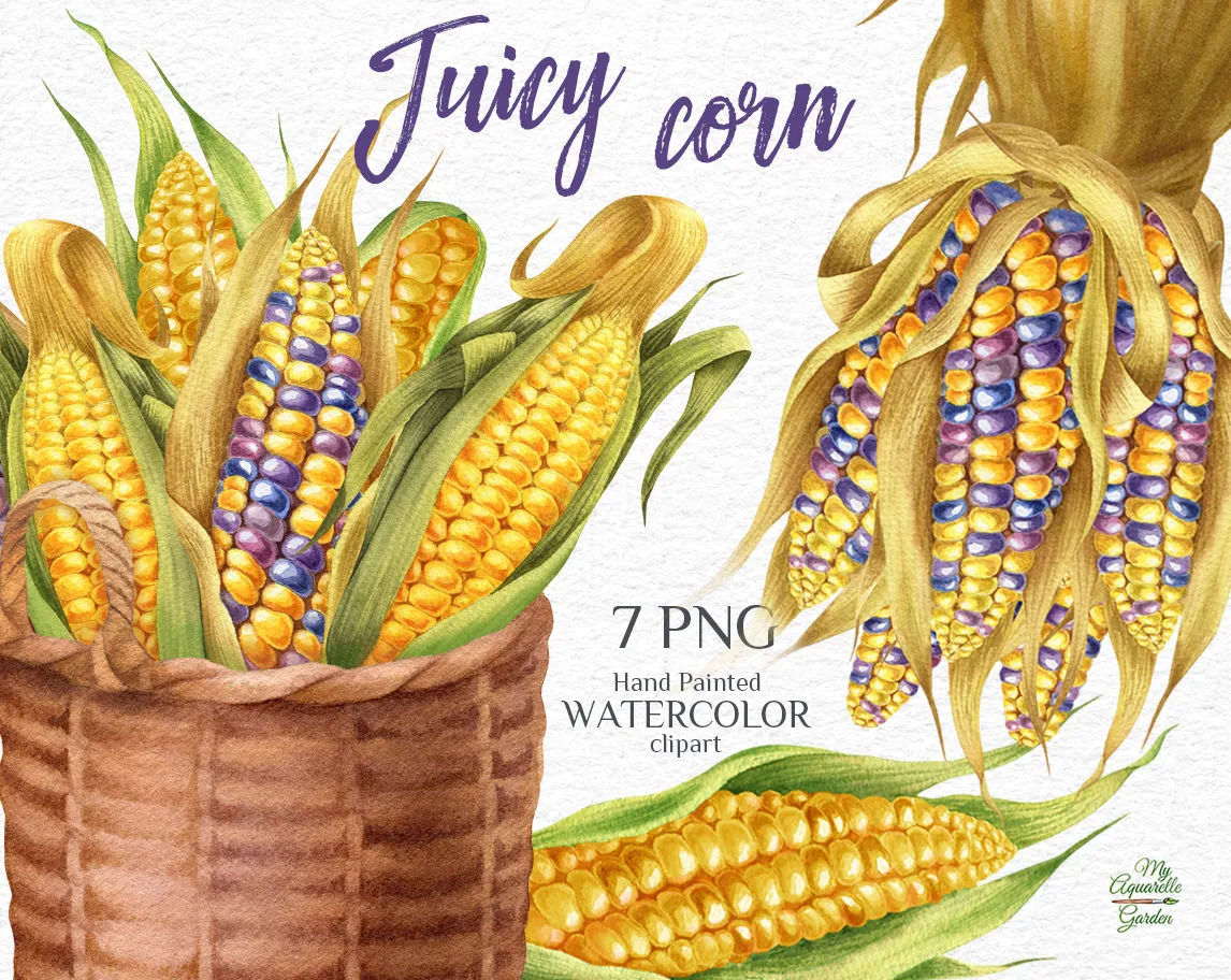 Colored corn. Corn in basket. Corn cobs. Watercolor hand-painted clipart. Cover.