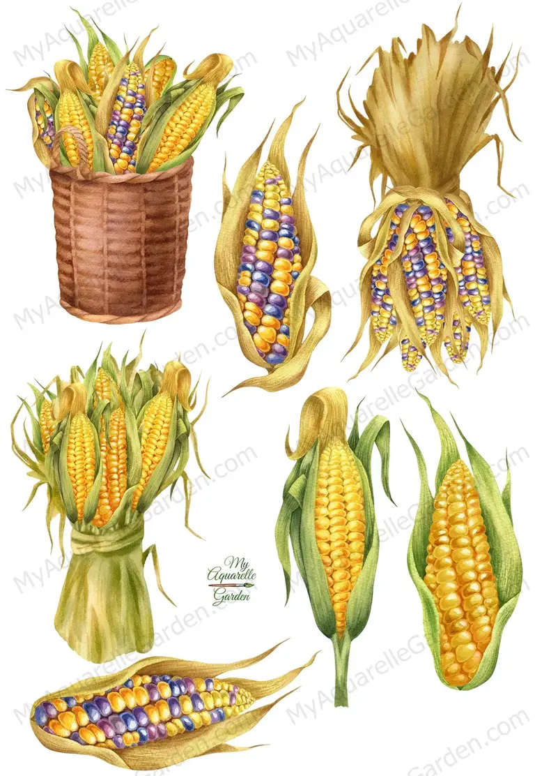 Colored corn. Corn in basket. Corn cobs. Watercolor clipart by MyAquarelleGarden.