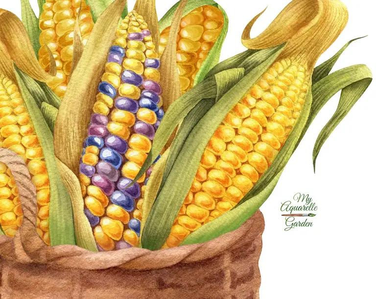 Colored corn. Corn in basket. Corn cobs. Watercolor clipart by MyAquarelleGarden.