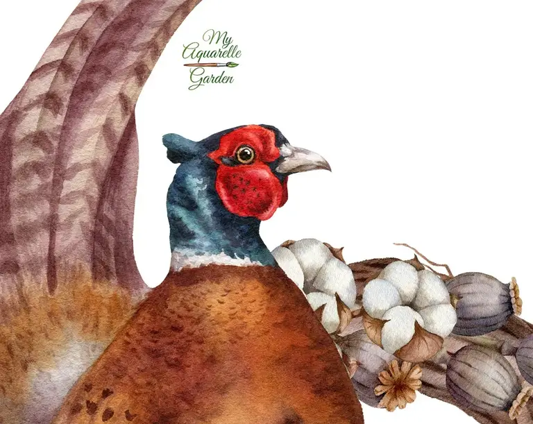 Pheasant. Dried floral wreath.  Watercolor-hand-painted clip art.