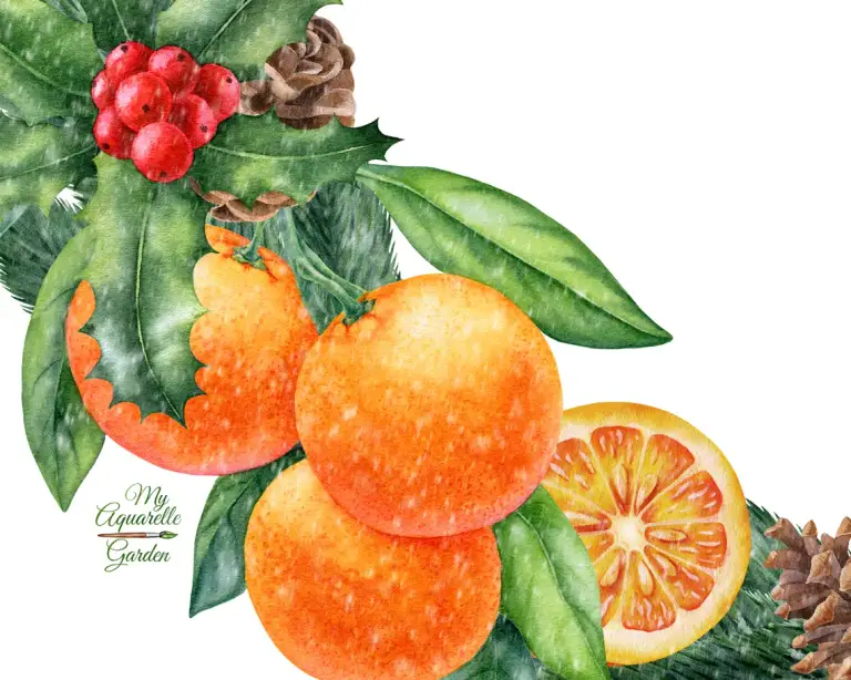 Christams wreaths. Holly, ilex garlands with tangerines, fir twigs, cones, baskets, wooden crates. Watercolor hand-painted clipart.