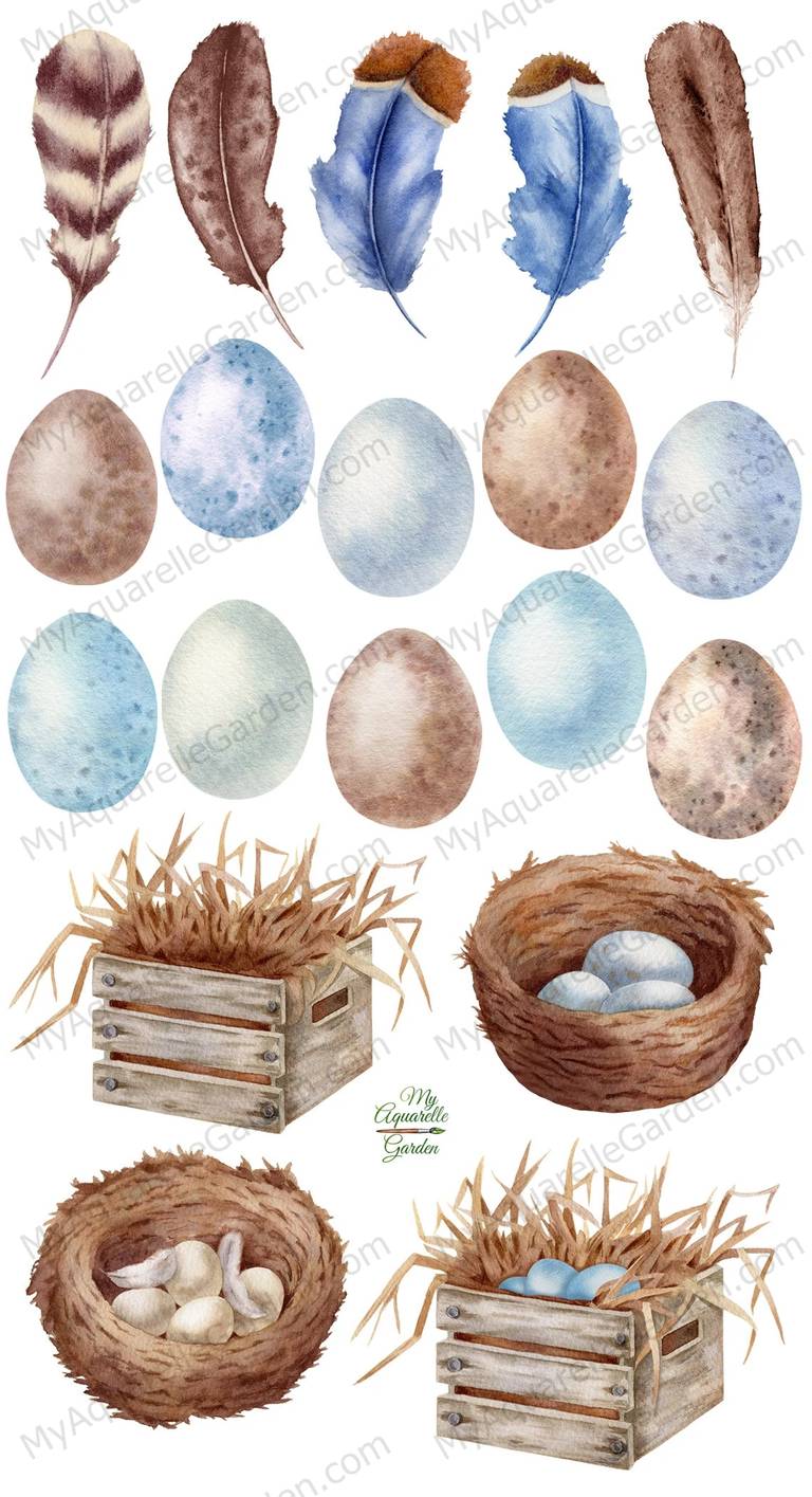 Easter decoration. Bird eggs, feathers, nests. Watercolor hand-painted clip art.