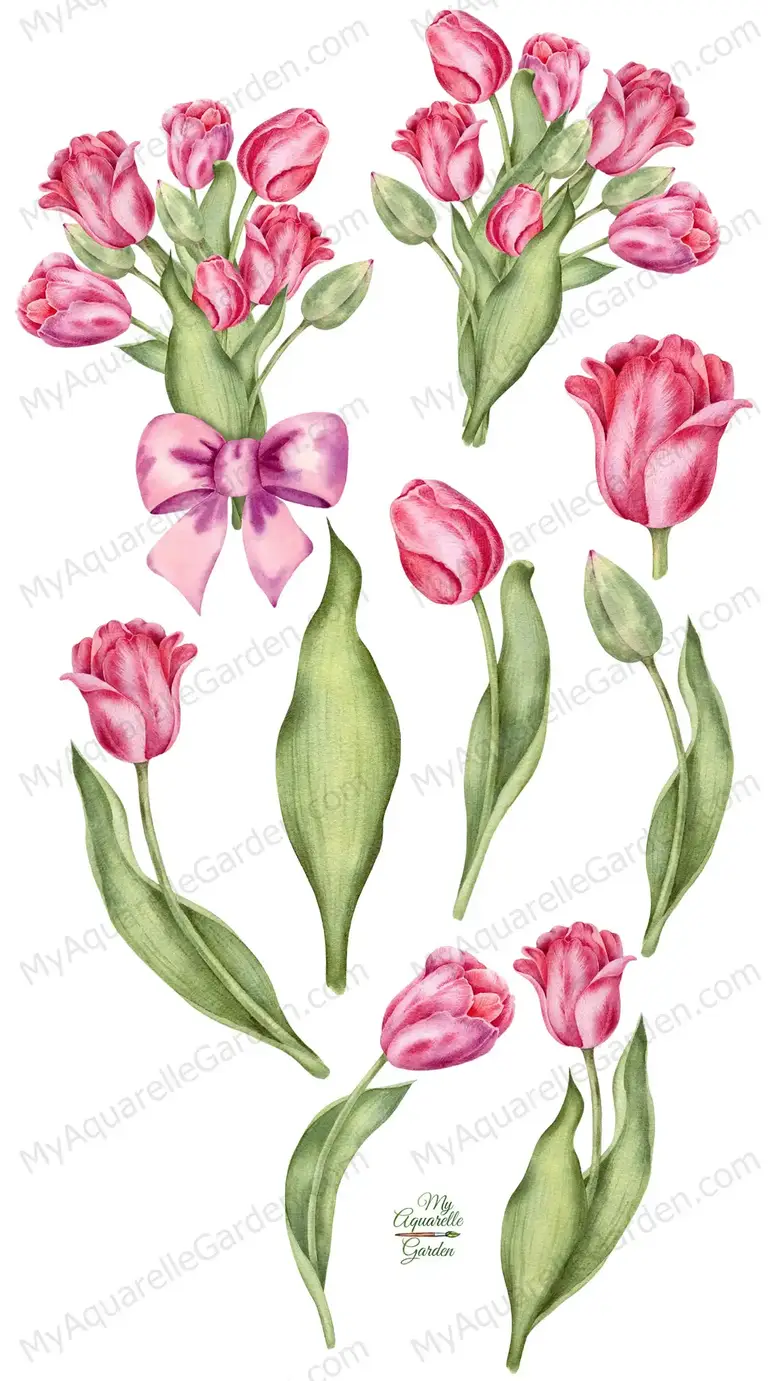 Pink tulips bouquets. Spring flowers. Watercolor hand-painted clipart by MyAquarelleGarden.