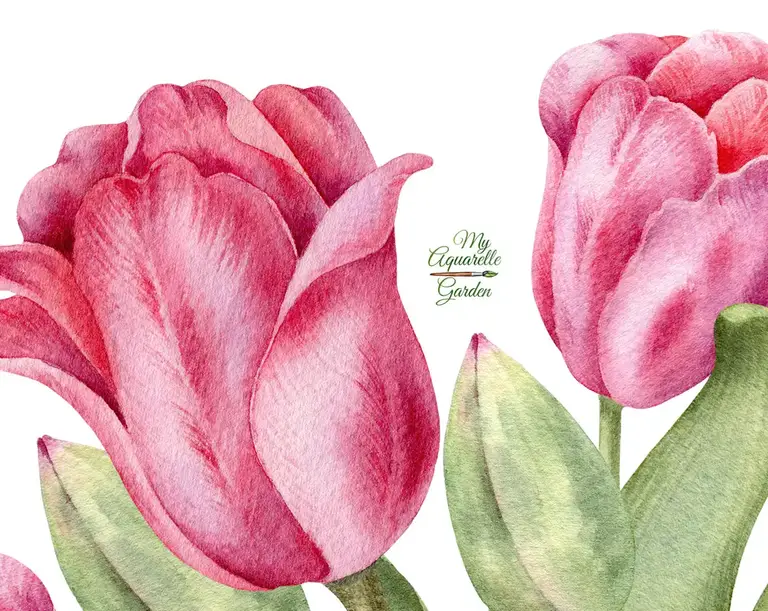 Pink tulips bouquets. Spring flowers. Watercolor hand-drawn clipart by MyAquarelleGarden.
