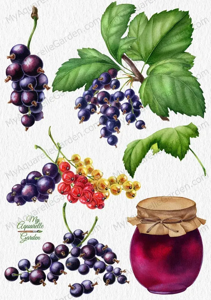 Black, red and white currant. Twigs and leaves. Jam in glass jar. Watercolor clipart.