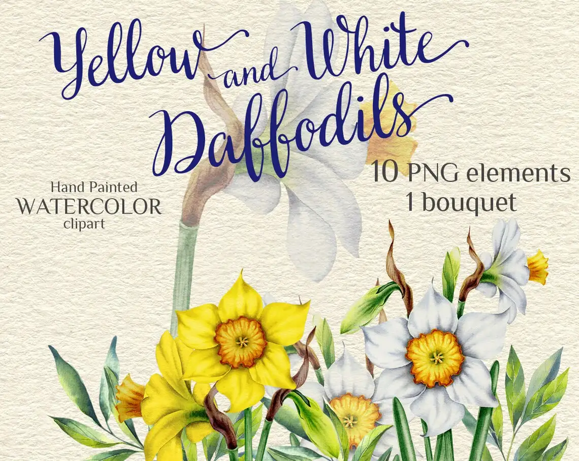 Daffodils. Narcissus. Spring flowers bouquet. Watercolor hand-painted clip art. Cover.