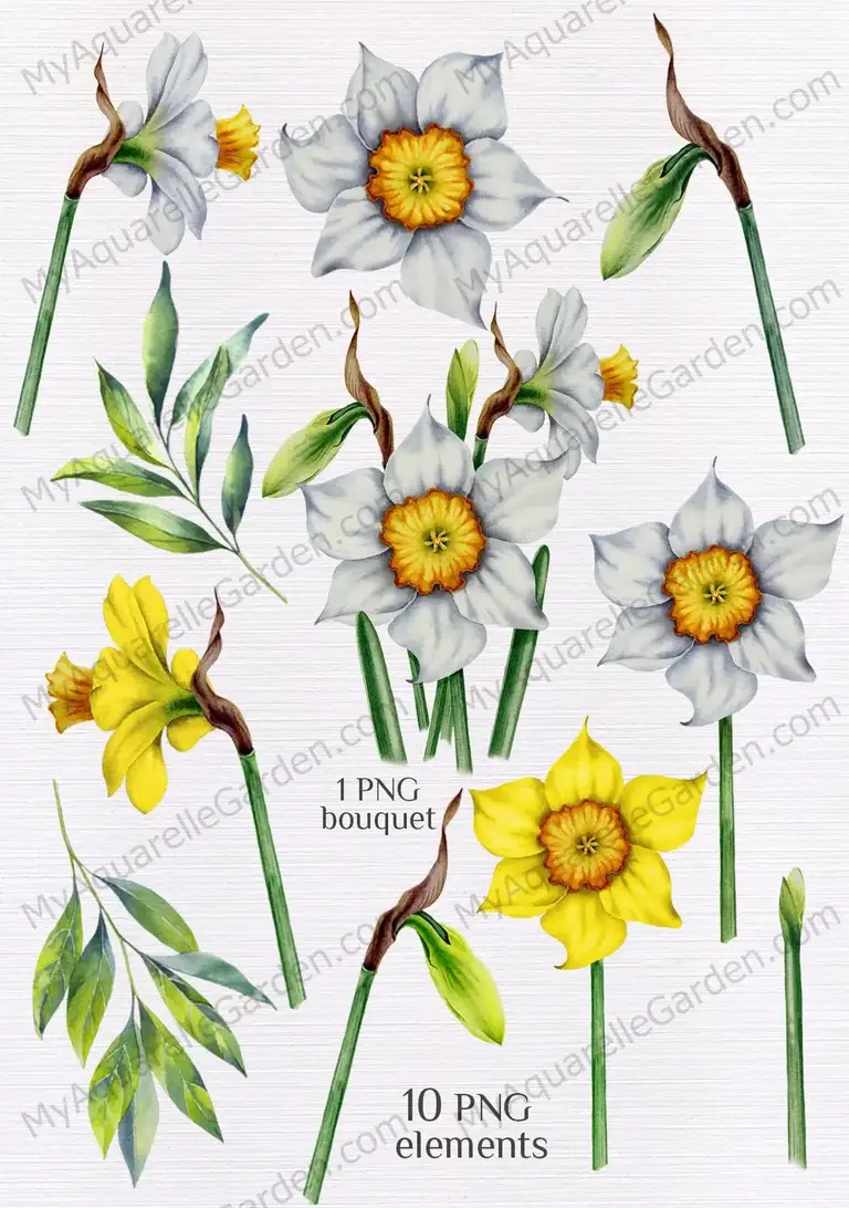 Daffodils. Narcissus. Spring flowers bouquet. Watercolor clipart.
