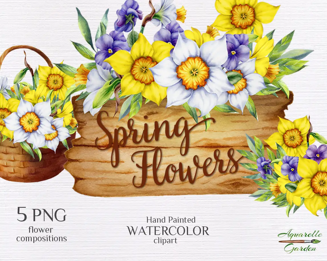 Daffodils. Narcissus. Pancies. Spring flowers compositions. Watercolor hand-painted clip art. Cover.