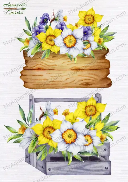 Daffodils. Narcissus. Pancies. Spring flowers compositions. Watercolor clipart.