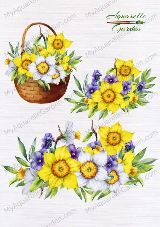 Daffodils. Narcissus. Pancies. Spring flowers compositions. Watercolor clipart.