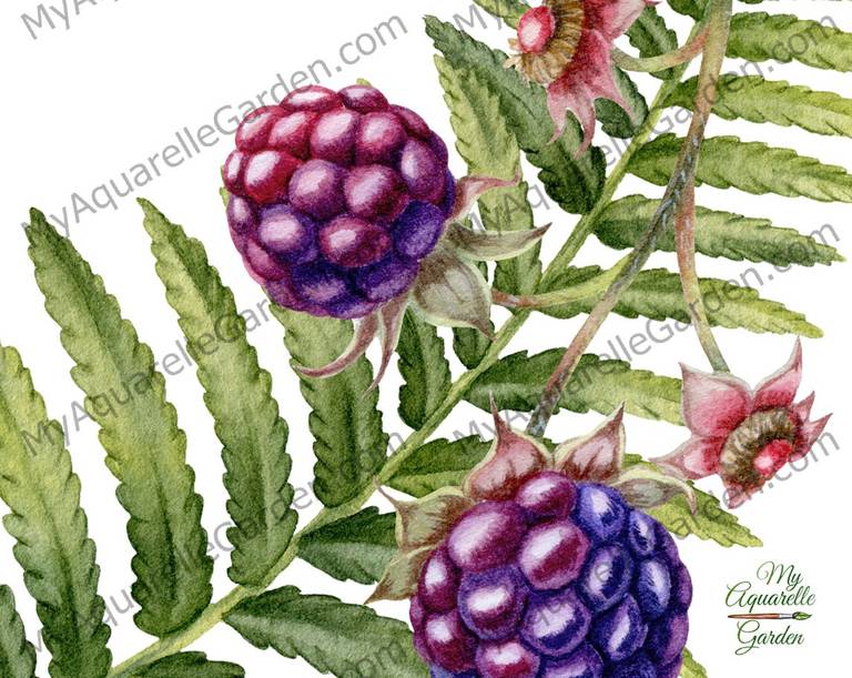 Woodland plants. Watercolor hand-painted clipart.
