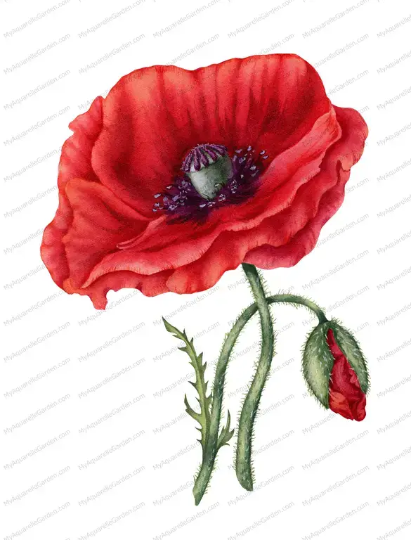 Poppy. Watercolor botanical print by MyAquarelleGarden.