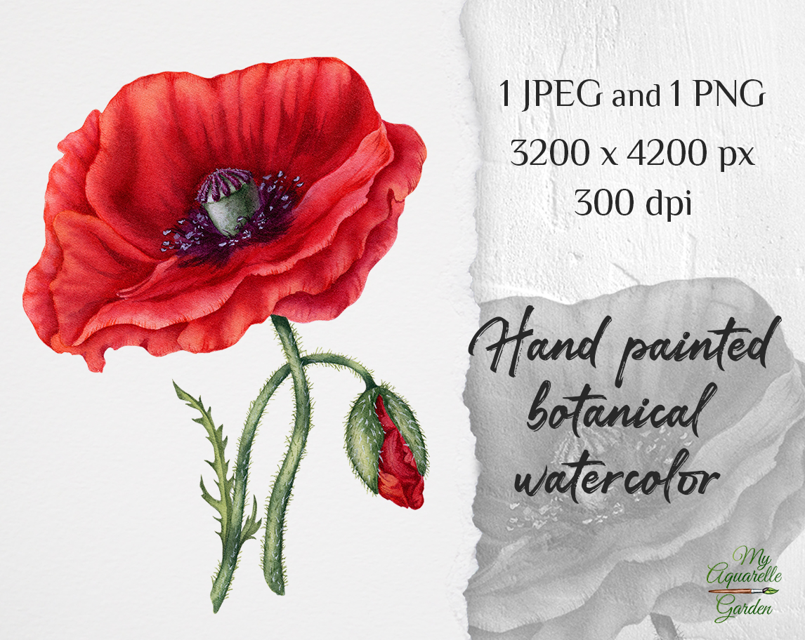 Poppy. Botanical print. Watercolor hand-painted clip art. Cover.