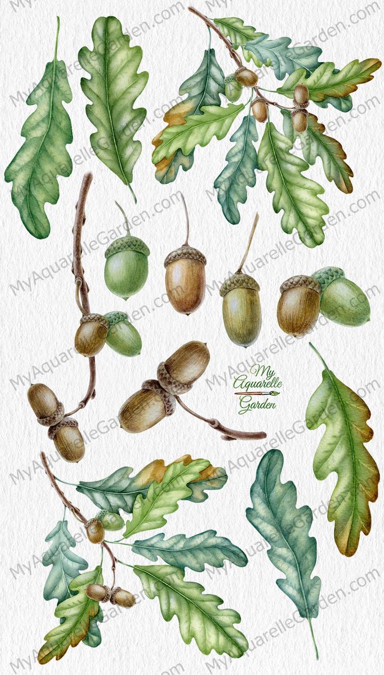 Oak branch with leaves and acorns. Watercolor botanical clipart by MyAquarelleGarden.