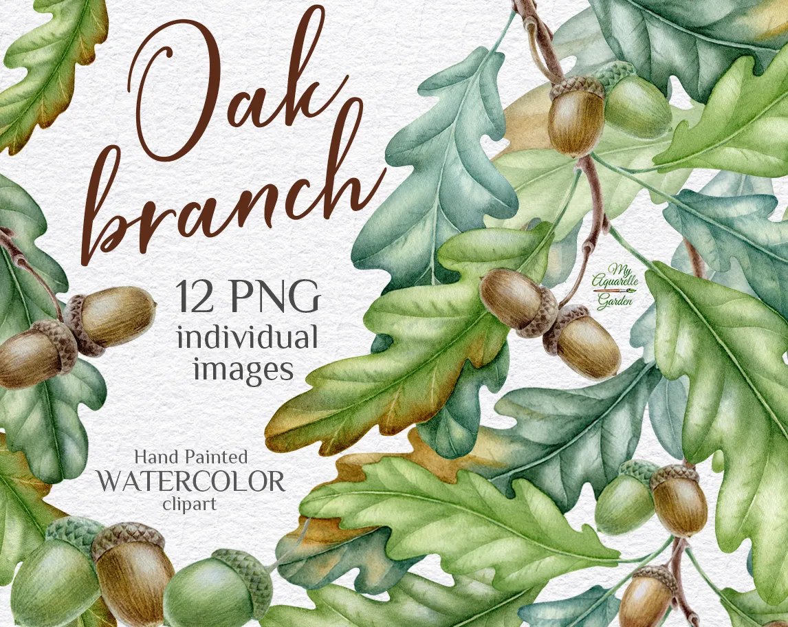 Oak branch with leaves and acorns. Watercolor botanical clipart by MyAquarelleGarden. Cover.