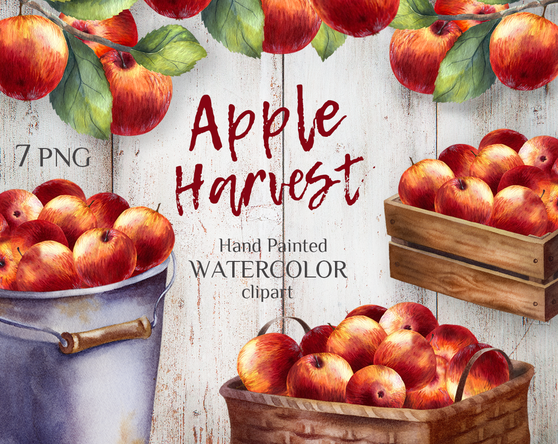 Apple harvesting. Branches with leaves. Watercolor hand-painted clipart | MyAquarelleGarden