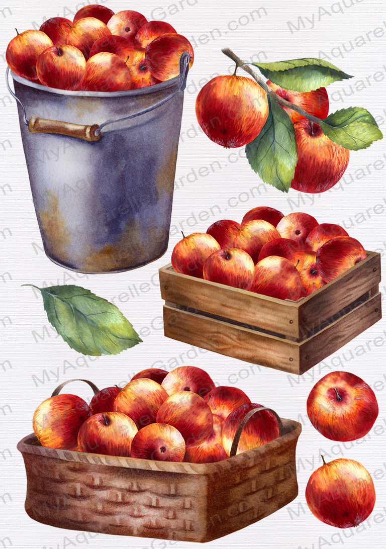 Apples. Branches with leaves. Watercolor hand-painted clipart | MyAquarelleGarden