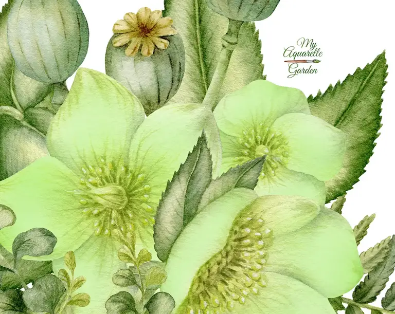 Greenery wreaths. Watercolor hand-painted illustrations by MyAquarelleGarden.