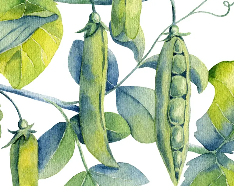 Green peas. Watercolor hand-painted botanical clipart by MyAquarelleGarden.com