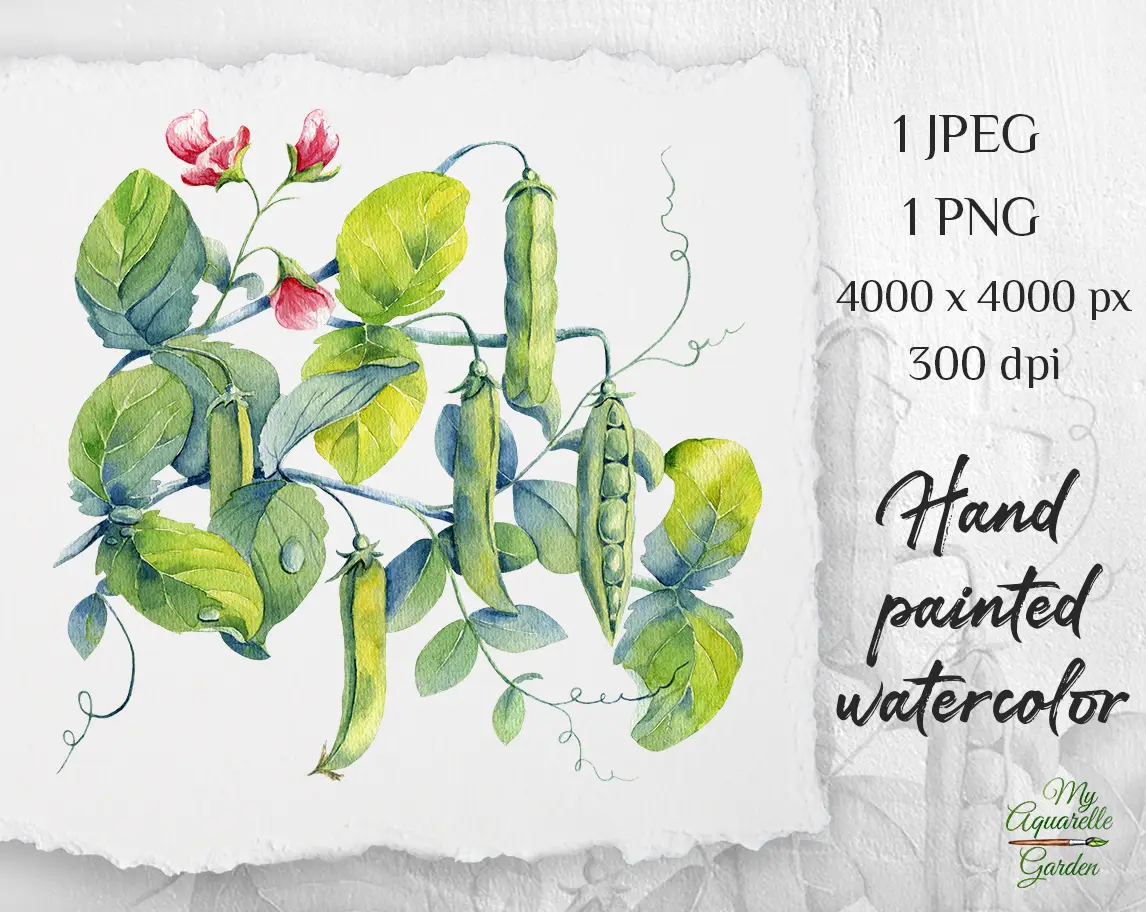 Green peas. Watercolor hand-painted botanical clipart by MyAquarelleGarden.com