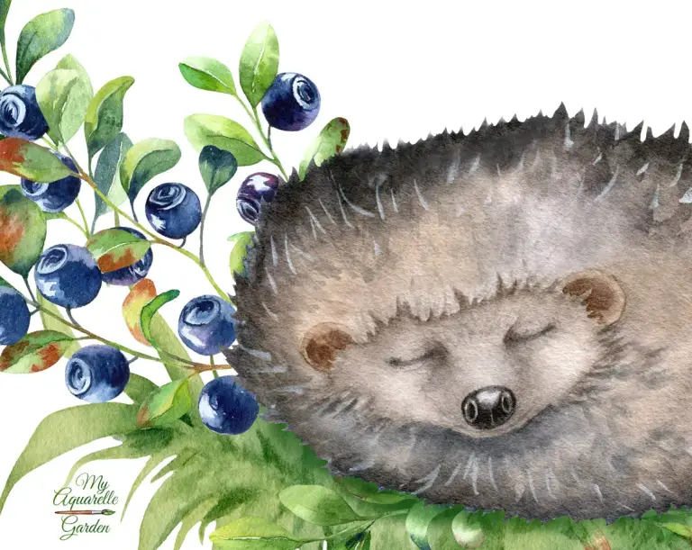  Sleeping hedgehog. Compositions withs apples, flowers, berries. Watercolor-hand-painted clip art.