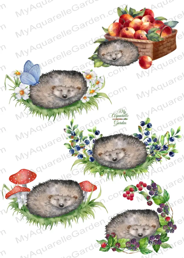  Sleeping hedgehog. Compositions withs apples, flowers, berries. Watercolor-hand-painted clip art.