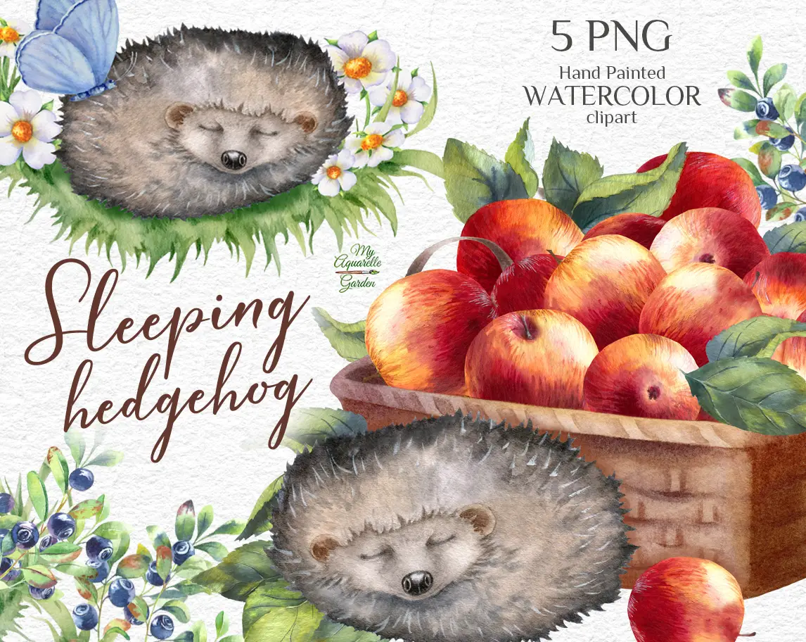  Sleeping hedgehog. Compositions withs apples, flowers, berries.  Watercolor-hand-painted clip art by MyAquarelleGarden