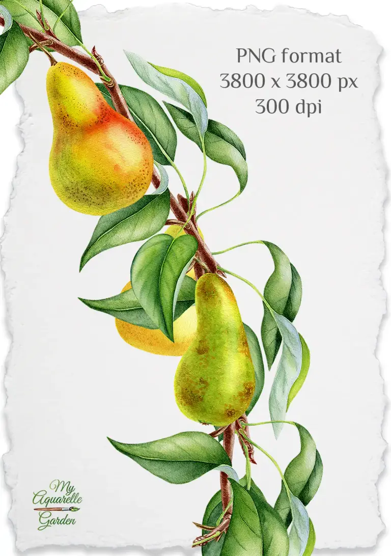  Fruits wreaths with lemons, apples, pears, plums, leaves and flowers. Watercolor hand-painted clipart.