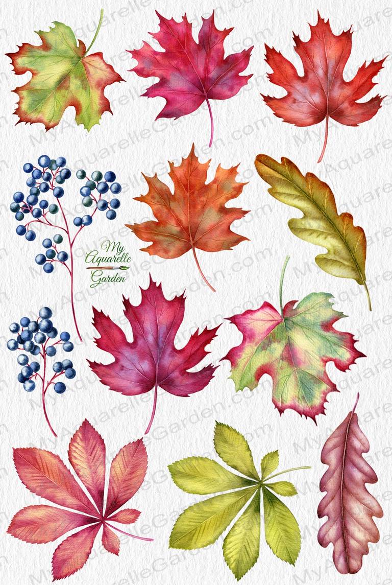  Autumn leaves. Set of various falling leaves. Watercolor hand-painted botanical illustrations.