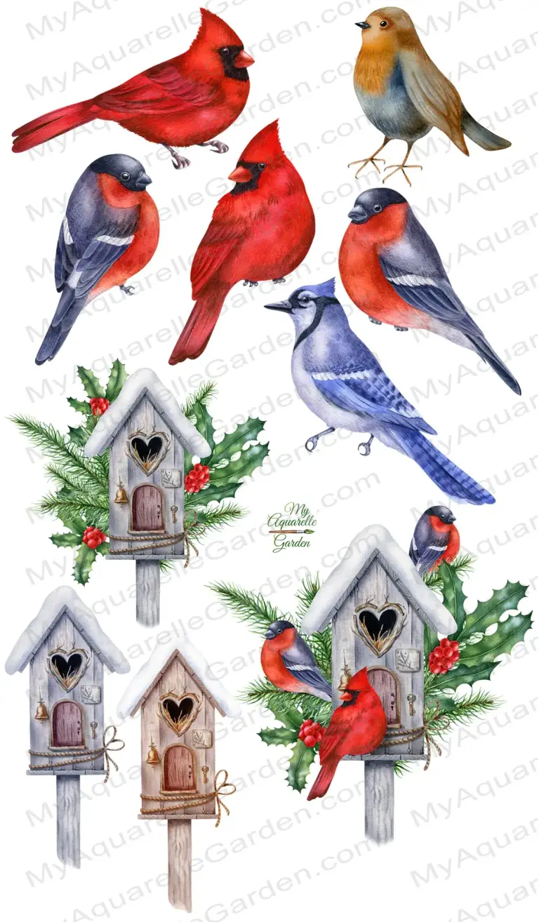  Winter birds, birdhouses, fir twigs. Red cardinal, robin, blue jay, bullfinch. Watercolor hand-painted clipart.
