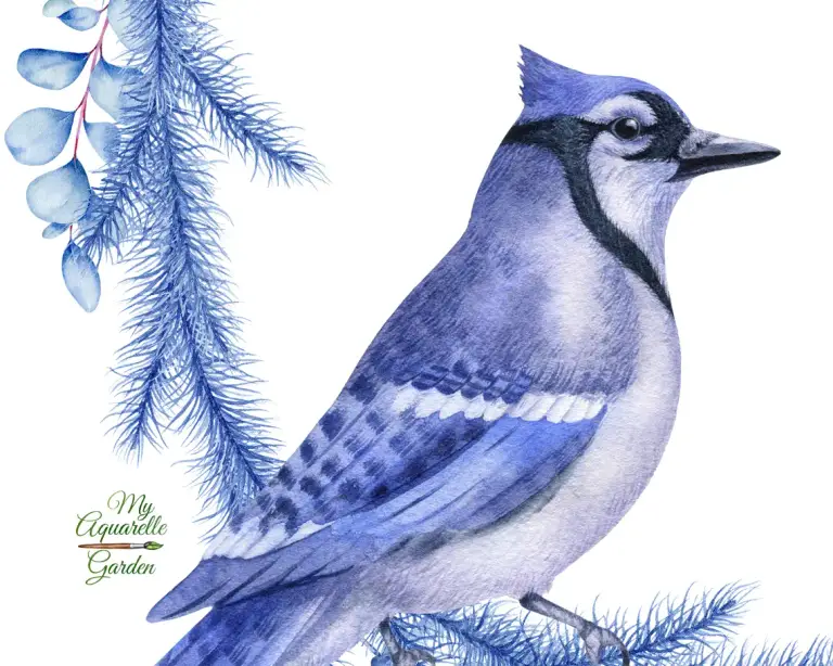 Blue Christmas: Christmas wreaths with blue jay. Watercolor hand-painted clipart.