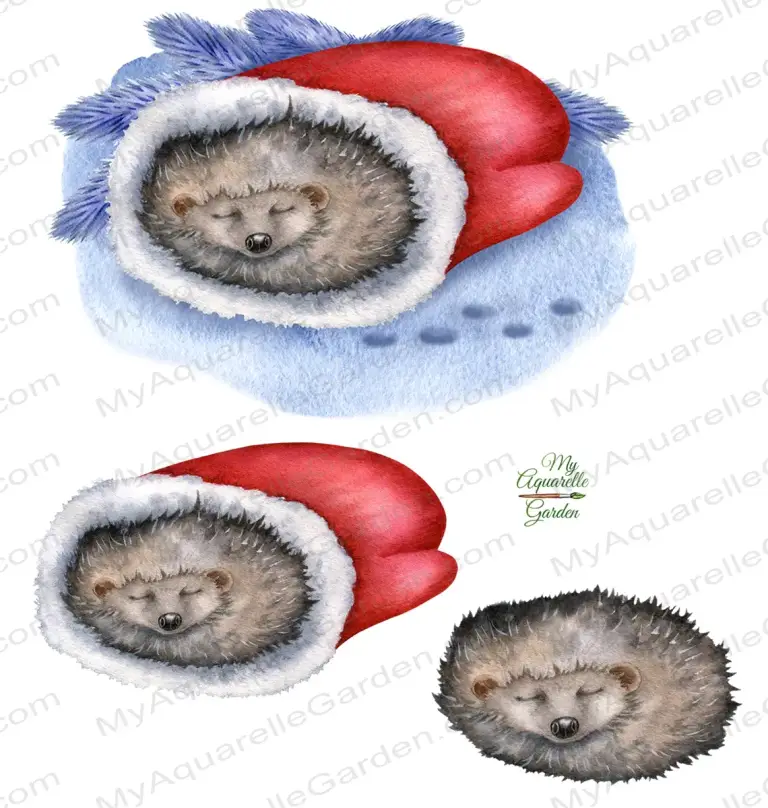  Cute sleeping hedgehog. Red mittens. Winter, Christmas, New Year theme. Watercolor hand-painted clipart.