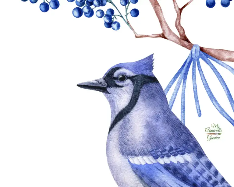 Winter story. Blue jay, twigs. Watercolor hand-painted clipart.