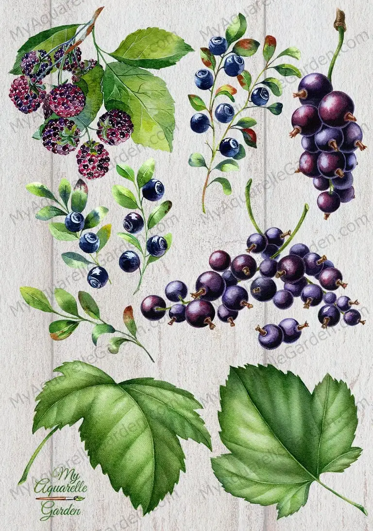 Berries collection. Watercolor hand-painted clipart by MyAaquarelleGarden-2