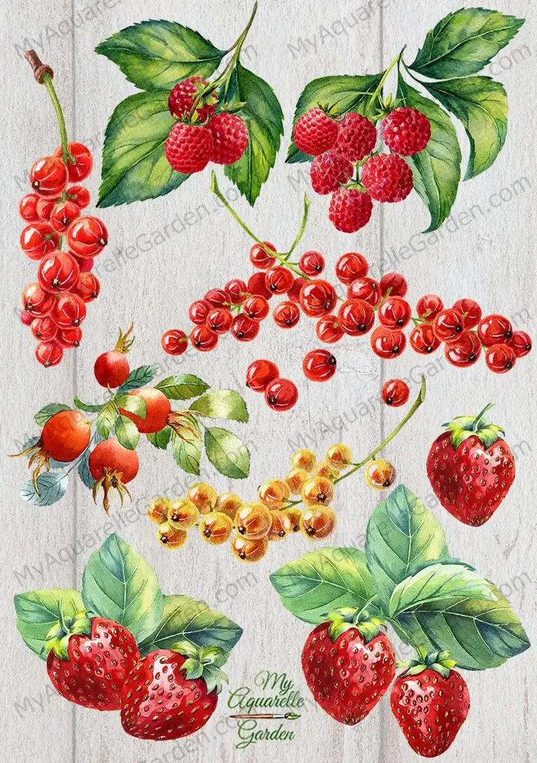 Berries collection. Watercolor hand-painted clipart by MyAaquarelleGarden-2