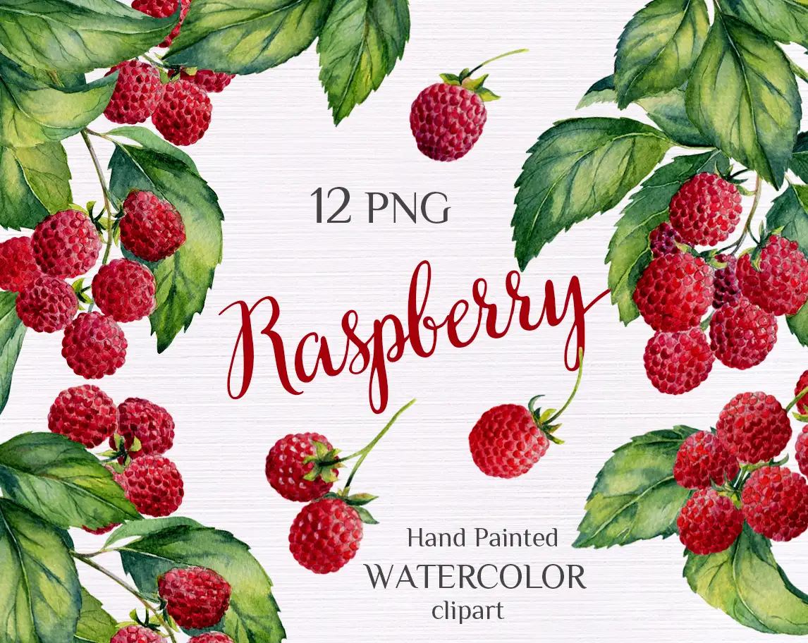 Raspberry. Watercolor hand-painted clipart by MyAquarelleGarden