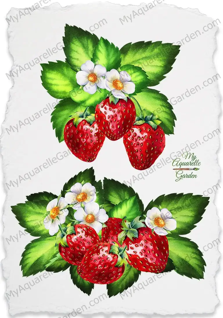Strawberry, flowers and leaves. Watercolor clipart by MyAquarelleGarden