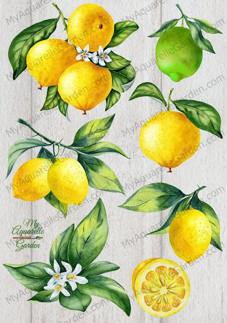 Lemon and citrus fruits. Watercolor hand-painted clipart by MyAquarelleGarden.
