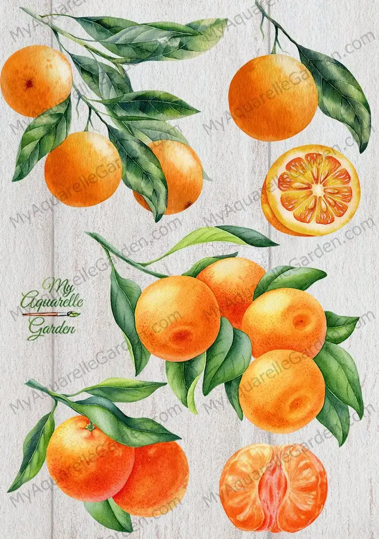 Orange and citrus fruits. Watercolor hand-painted clipart by MyAquarelleGarden.