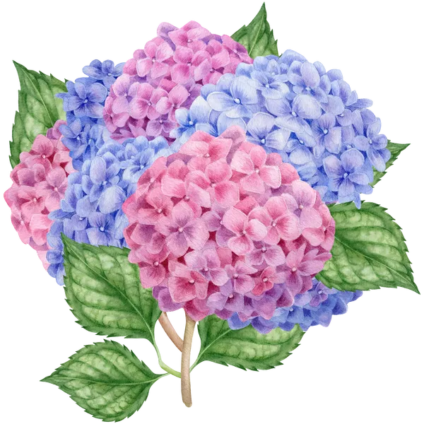 Hydrangea bouquet. Watercolor clipart. MyAquarelleGarden.