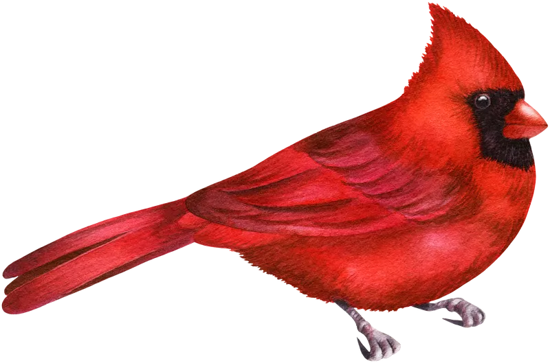 Red cardinal. Birds watercolor clipart by MyAquarelleGarden.