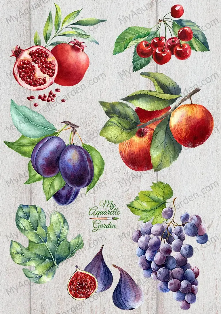 Fruits. Watercolor hand-painted clipart by MyAaquarelleGarden.