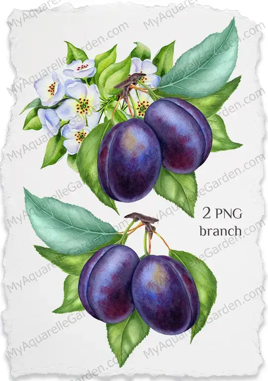 Plums, prunes with leaves and flowers. Watercolor clipart.