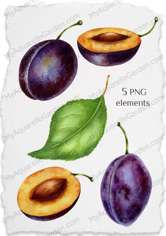 Plums, prunes. Leave. Watercolor clipart.