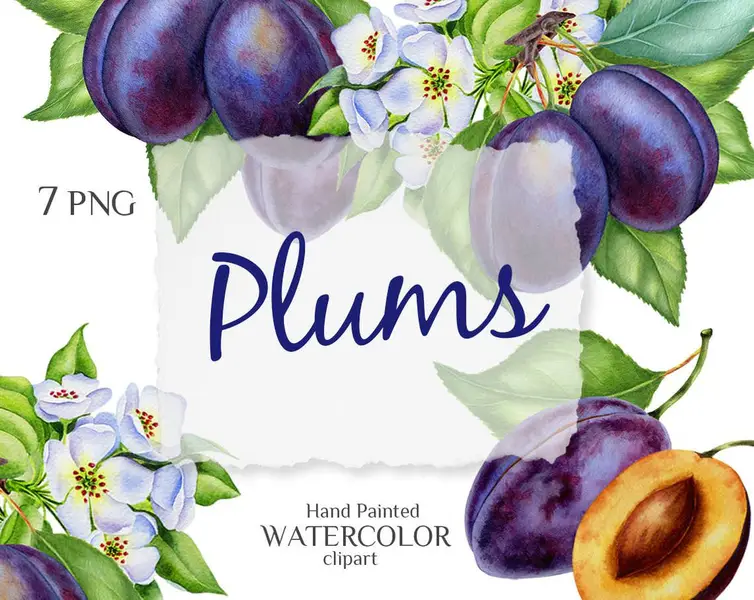 Plums. Watercolor clip art by MyAquarelleGarden.com