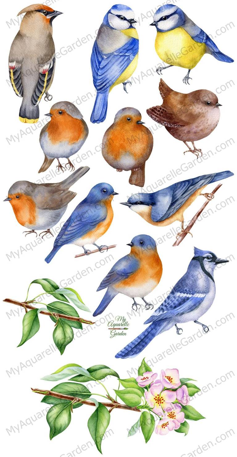 birds-watercolor-hand-painted-clipart-myaquarellegarden-1